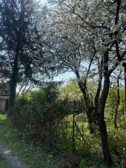 Predaj slnečnej záhrady, 330 m² – Agátová, Bratislava – Dúbravka