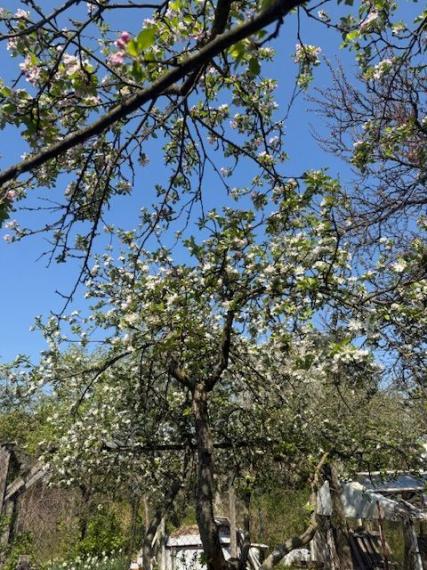 Predaj slnečnej záhrady, 330 m² – Agátová, Bratislava – Dúbravka