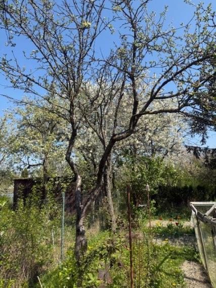 Predaj slnečnej záhrady, 330 m² – Agátová, Bratislava – Dúbravka