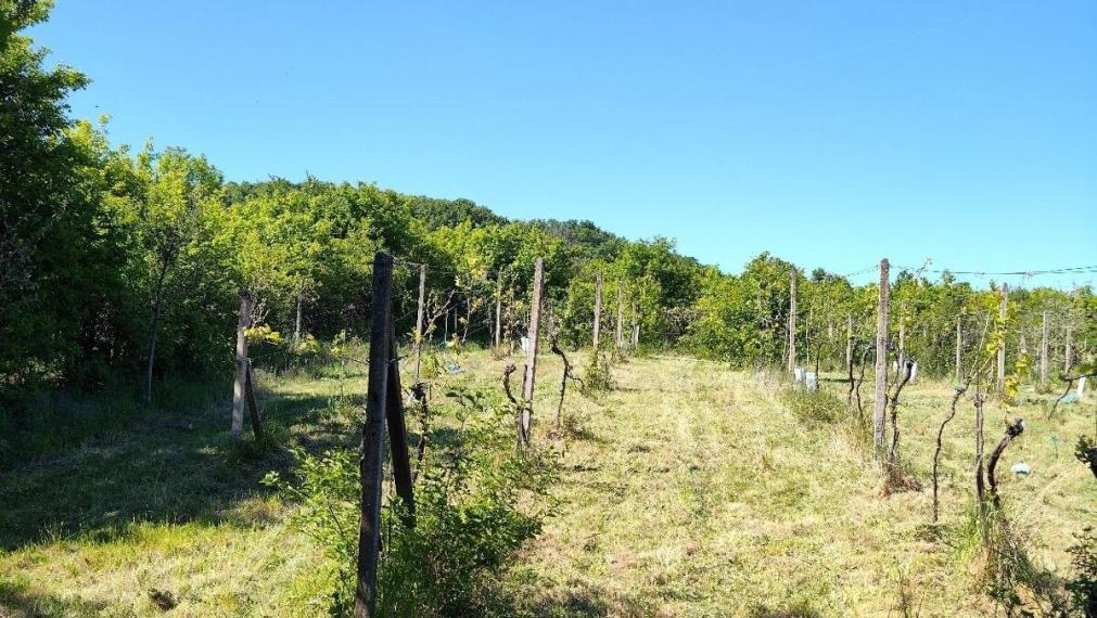 Na predaj krásna rekreačna záhradu o výmere 2169m², Pezinok