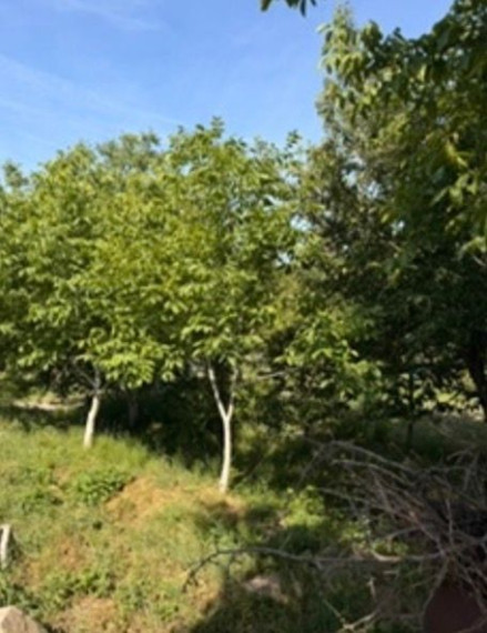 Na predaj záhrada s výmerou 444 m2, situovanú v tichej záhradkárskej oblasti 