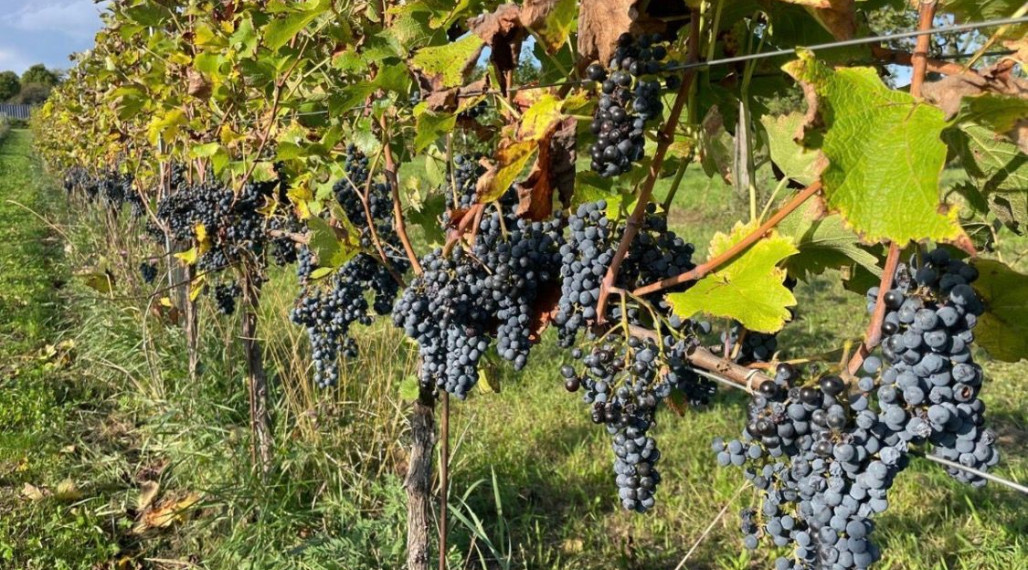 Na predaj krásny rekreačný pozemok – Pezinok